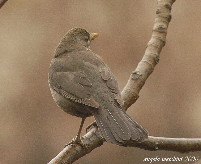 Merlo Turdus merula. semplicemente un maschio e una femmina.